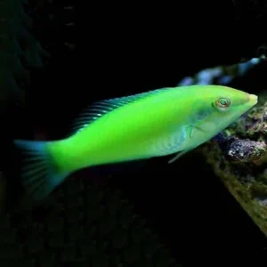 Halichoeres chloropterus – (DI SERRA) (offerta con ordine minimo 3)