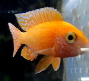 AULONOCARA RED DRAGON