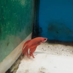 10- BETTA CROWN TAIL