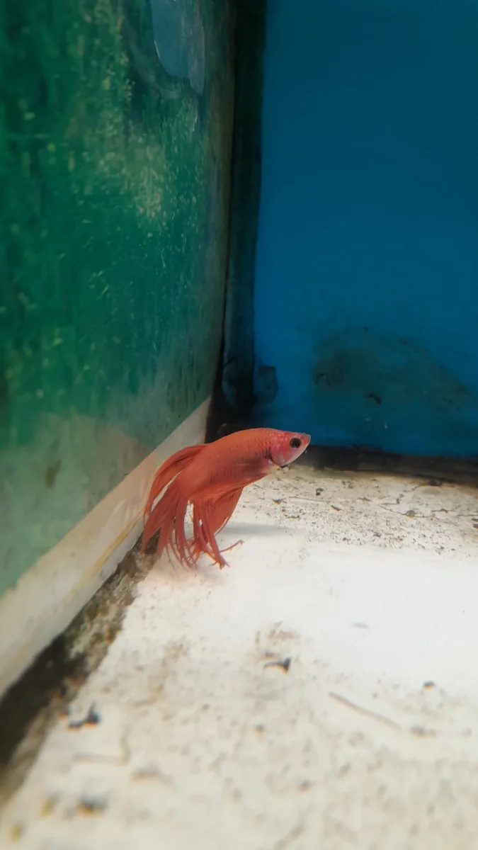 10- BETTA CROWN TAIL - immagine 2