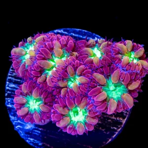 Blastomussa merletti – 1 calice