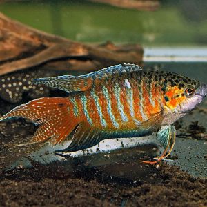 macropodus opercularis