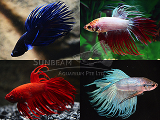Betta Splendens Crowntail mix - immagine 3