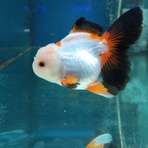 Oranda testa di leone “XL” grado AA+