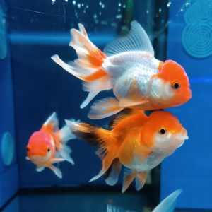 Oranda testa di leone “M”