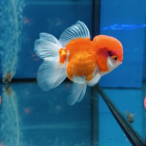 Oranda testa di leone “L” grado A+