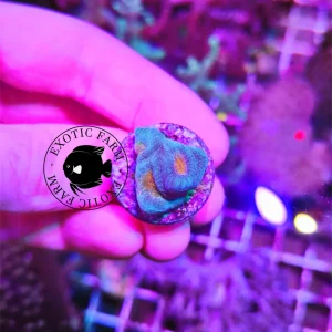 Favia sp. “orange eyes”, frag small – ALLEVATE DA NOI