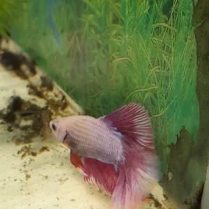 18- BETTA HALFMOON FLASH