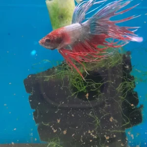 1- BETTA CROWN SHOW
