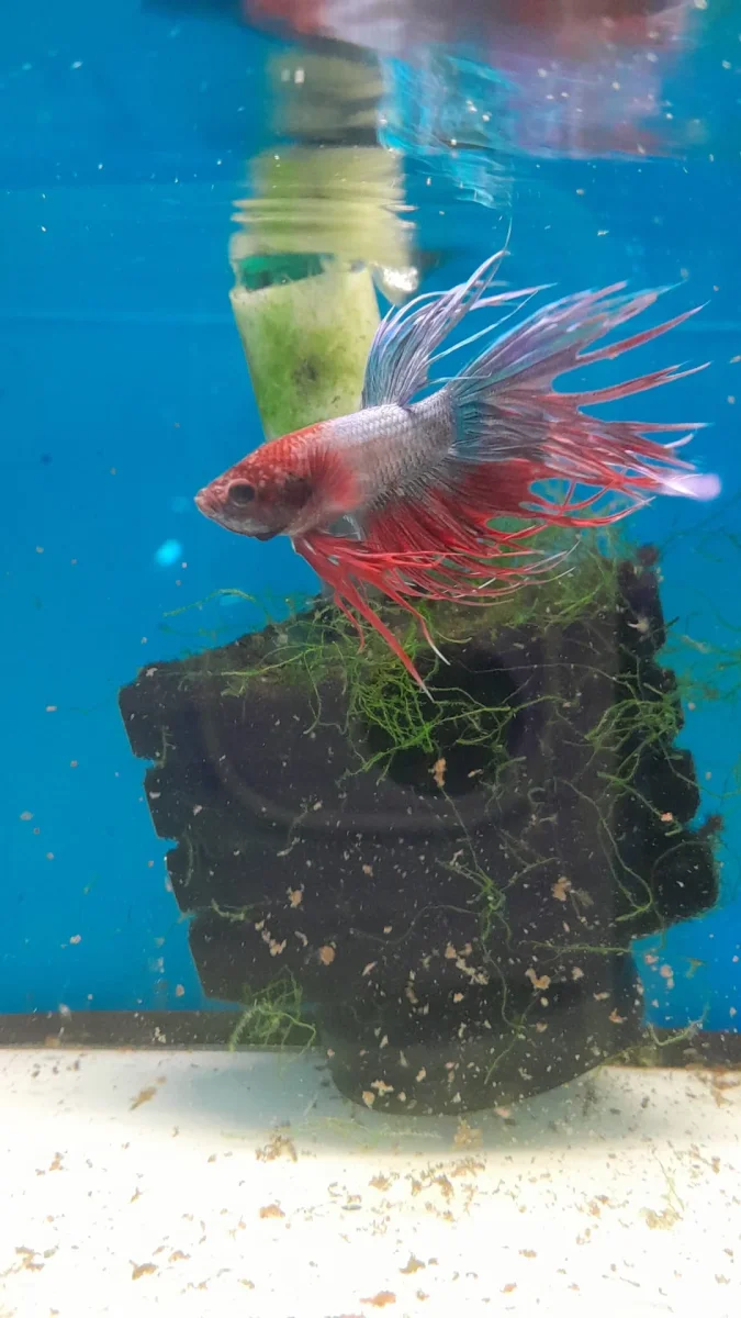 1- BETTA CROWN SHOW - immagine 2