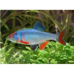 Cyprinella lutrensis