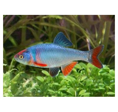 Cyprinella lutrensis - immagine 2