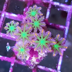 Anyhelia papaya tricolor, taglia medio – grande