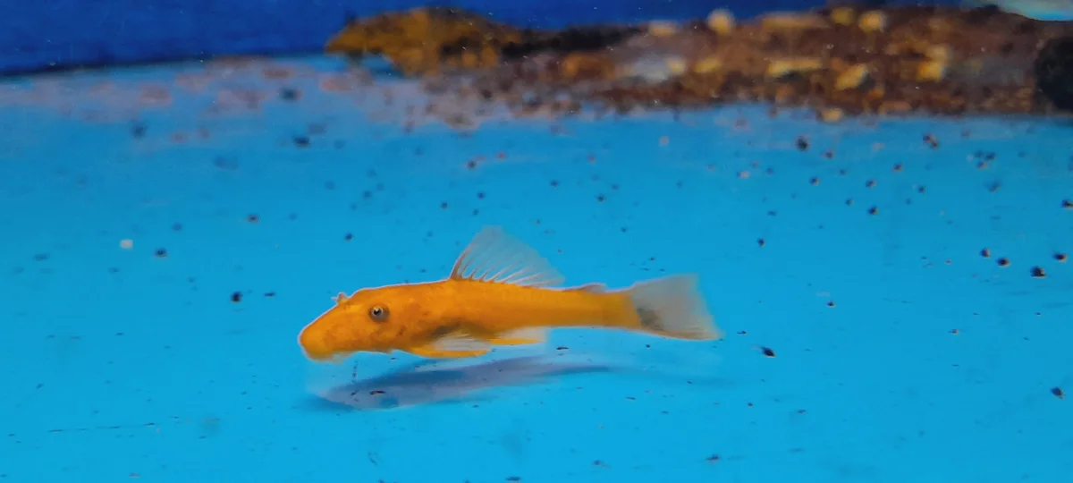 ANCISTRUS SP. - immagine 4