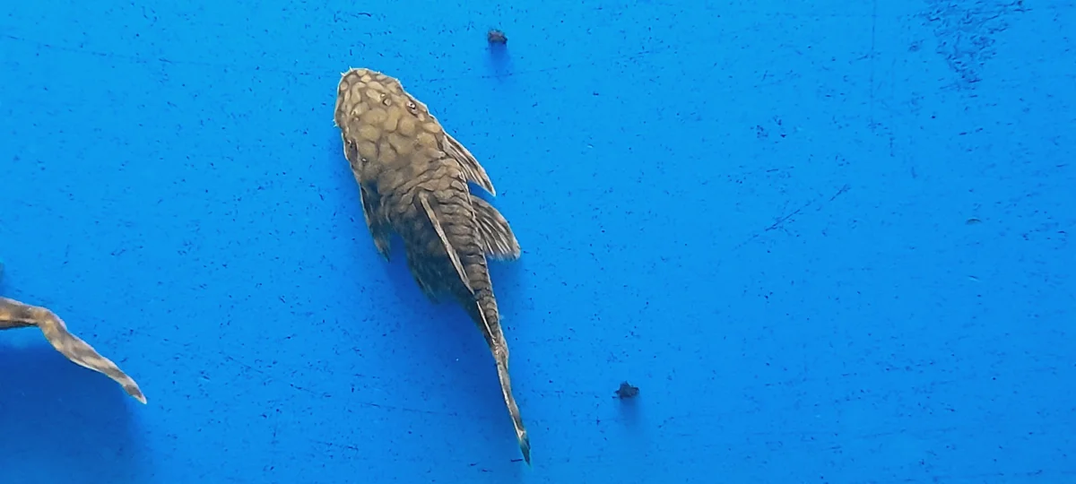 ANCISTRUS SP. - immagine 5