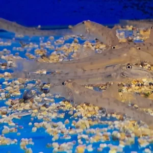 ACANTHOPSIS CHOIRORHYNCHUS