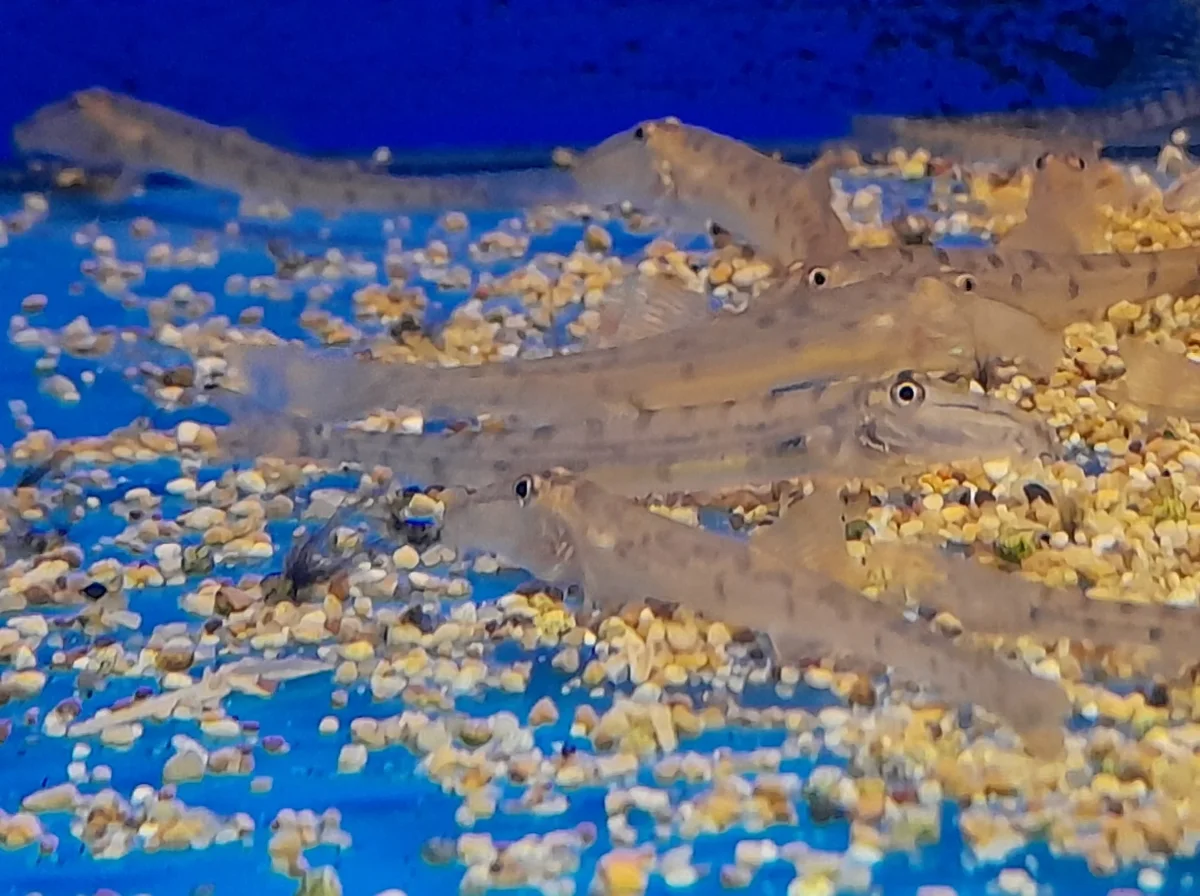 ACANTHOPSIS CHOIRORHYNCHUS - immagine 2