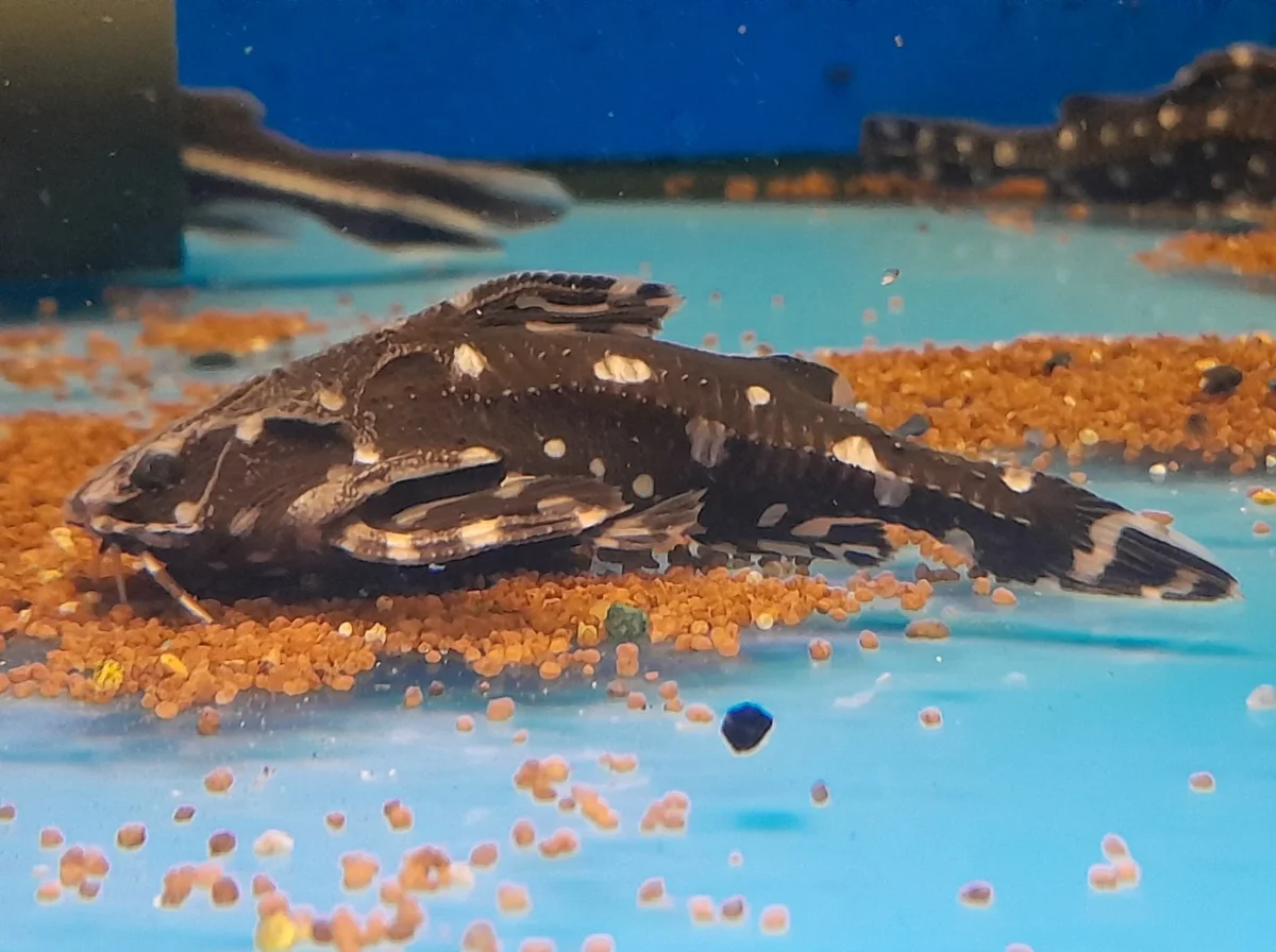 AGAMIXIS PECTINIFRONS - immagine 2