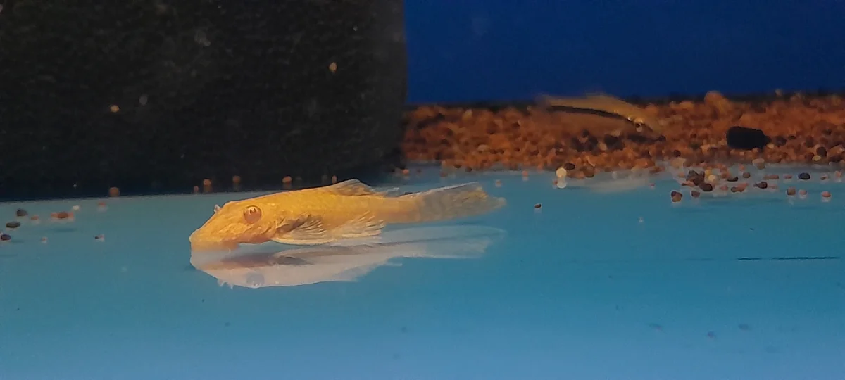 ANCISTRUS SP. - immagine 3