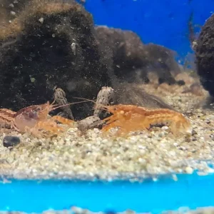 CAMBARELLUS PATZCUARENSIS