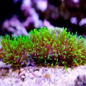 Clavularia viridis, taglia piccola