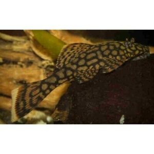 Ancistrus sp. Honeycomb