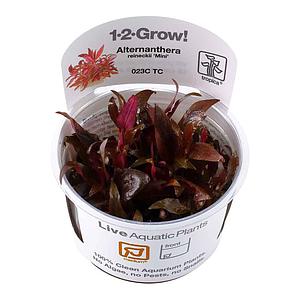 Alternanthera reineckii ‘Mini’ - immagine 2