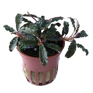 Bucephalandra Kedagang