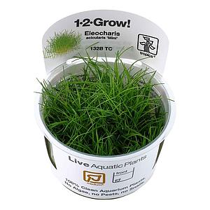 Eleocharis pusilla - immagine 2