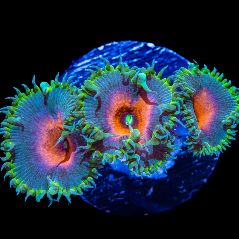 Palythoa “capitan America” 3-4 polipi - immagine 2