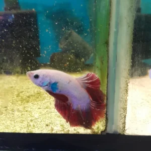 3- BETTA PLATINUM WHITE