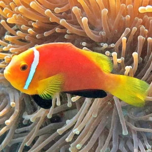 AMPHIPRION NIGRIPES