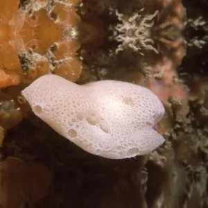 Spugna marina – Leuconia sp