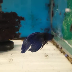 5- BETTA SPLENDENS