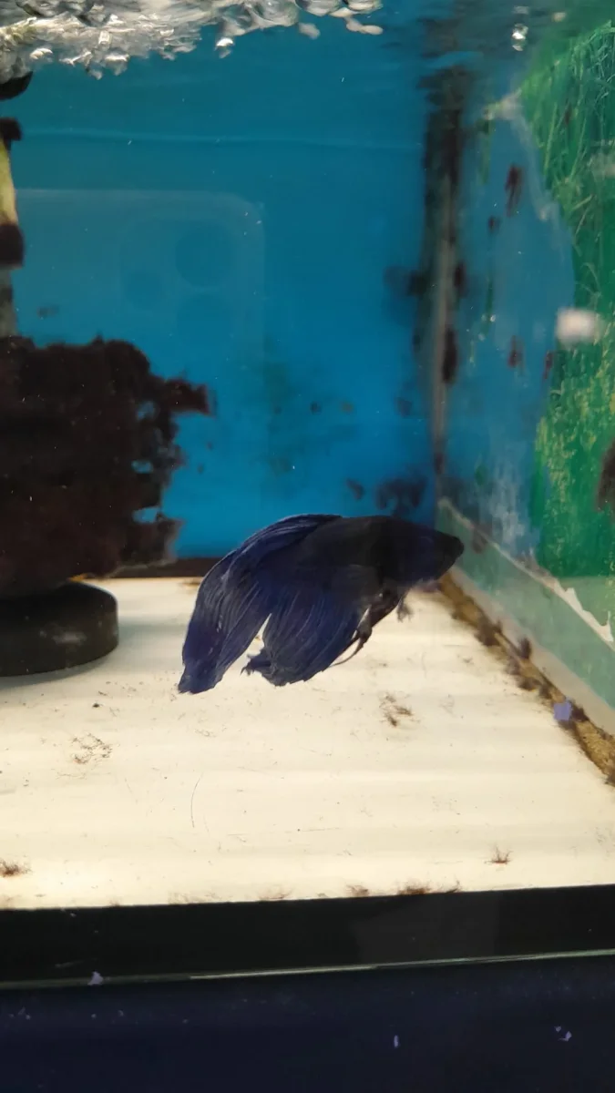 5- BETTA SPLENDENS - immagine 2