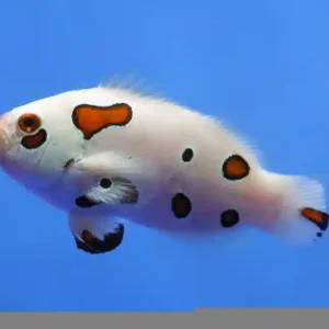 AMPHIPRION OCELLARIS WHITE STORM