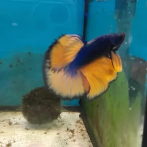 6- BETTA BLU MUSTARD