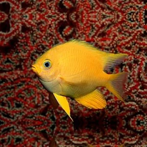 Amblyglyphidodon aureus