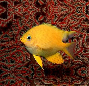 Amblyglyphidodon aureus