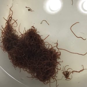 California black worms