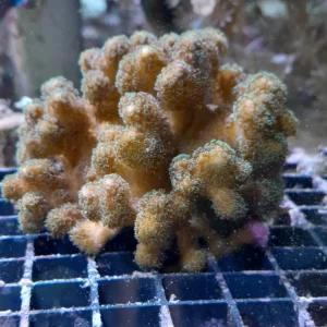 POCILLOPORA BICOLOR