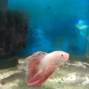 8- BETTA HALFMOON