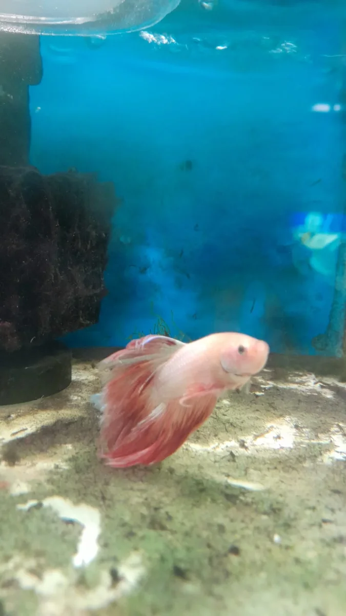 8- BETTA HALFMOON