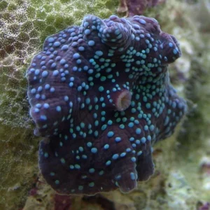Discosoma blue spotted