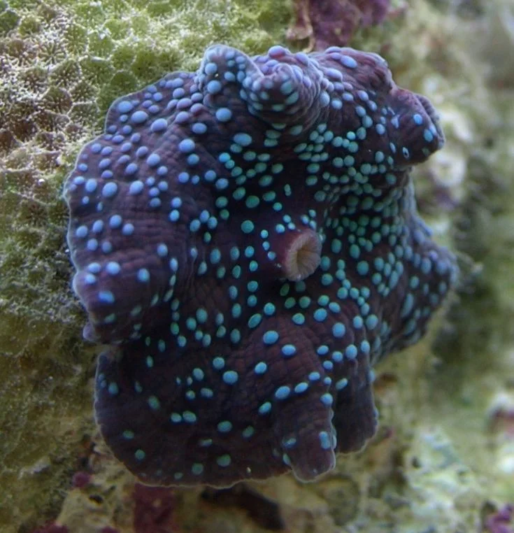 Discosoma blue spotted - immagine 2