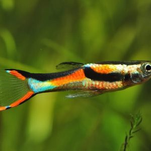 guppy endler black bar red lime