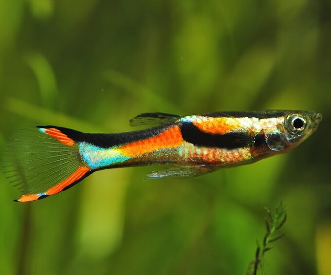 guppy endler black bar red lime