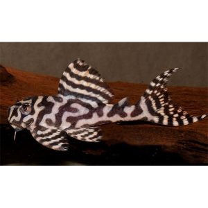 Hypancistrus l 236 basic