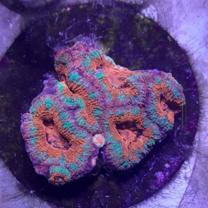 ACANTHASTREA LORDHOWENSIS RED