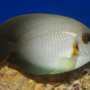 ACANTHURUS CHRONIXSIS